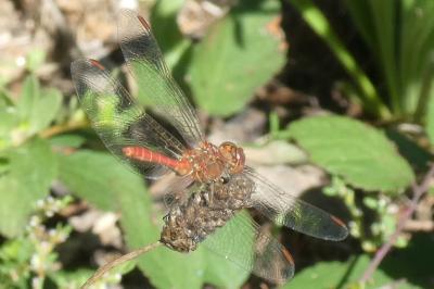 <i>Sympetrum sanguineum</i>