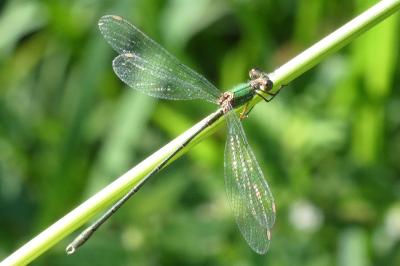 <i>Chalcolestes viridis</i>