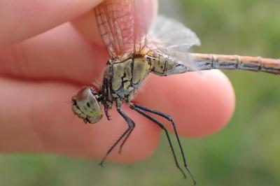 <i>Sympetrum sanguineum</i>