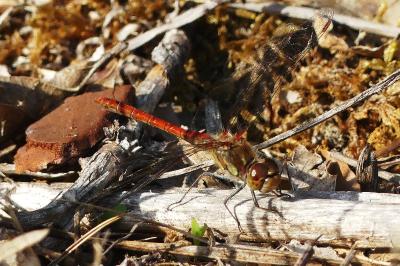 <i>Sympetrum striolatum</i>