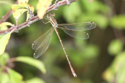 <i>Lestes barbarus</i>
