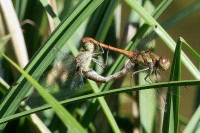 <i>Sympetrum striolatum</i>