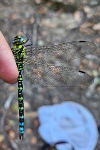 <i>Aeshna cyanea</i>