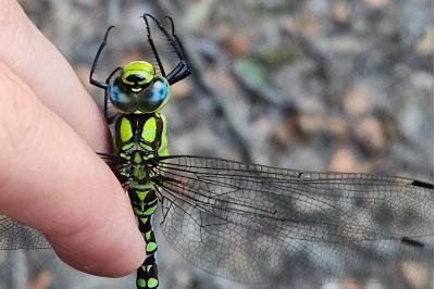 <i>Aeshna cyanea</i>