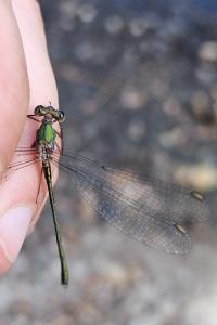 <i>Chalcolestes viridis</i>