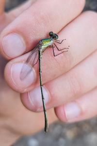 <i>Chalcolestes viridis</i>