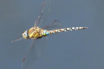 <i>Aeshna mixta</i>