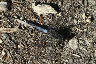 <i>Orthetrum cancellatum</i>