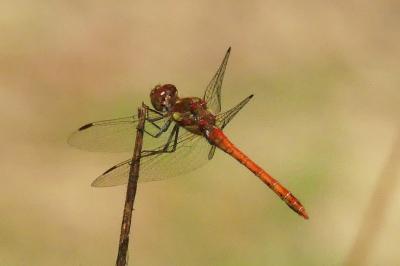 <i>Sympetrum striolatum</i>