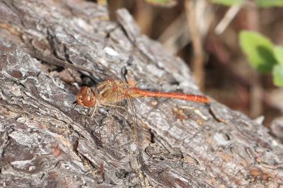 <i>Sympetrum meridionale</i>