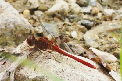 <i>Sympetrum meridionale</i>