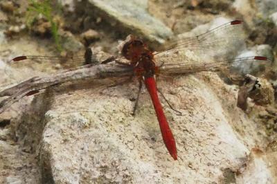 <i>Sympetrum meridionale</i>