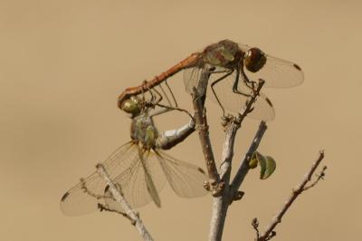 <i>Sympetrum striolatum</i>