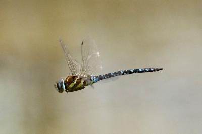 <i>Aeshna mixta</i>