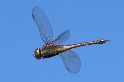 <i>Hemianax ephippiger</i>