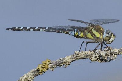 <i>Aeshna mixta</i>