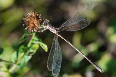 <i>Lestes barbarus</i>