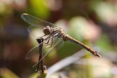 <i>Sympetrum meridionale</i>