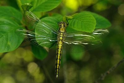 <i>Orthetrum cancellatum</i>
