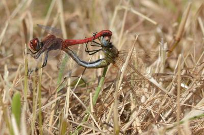 Sympetrum fonscolombii