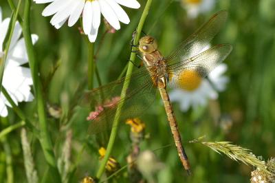 <i>Aeshna isoceles</i>