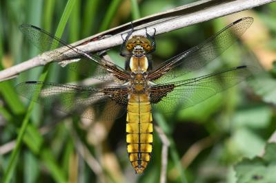 <i>Libellula depressa</i>