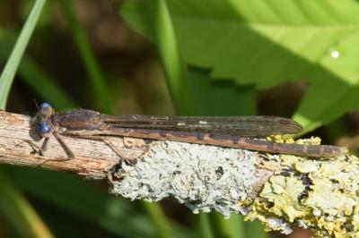 Sympecma fusca