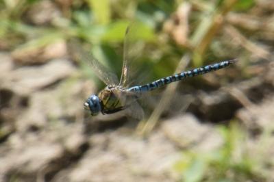 Aeshna affinis