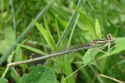 Platycnemis pennipes