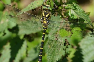Cordulegaster boltonii