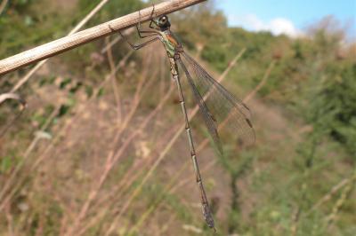 Chalcolestes viridis