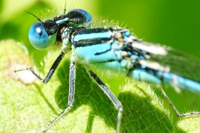 Erythromma lindenii