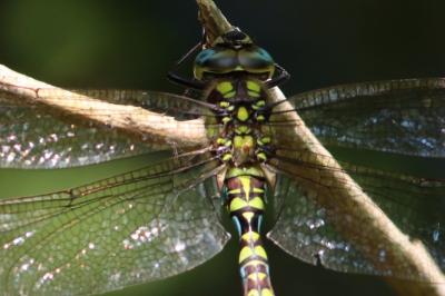 Aeshna cyanea