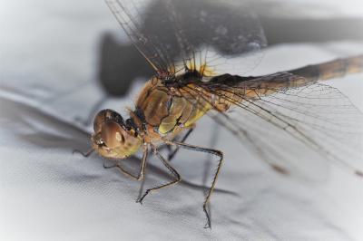 Sympetrum striolatum