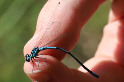 Coenagrion puella