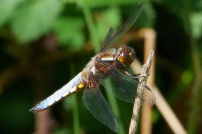 Libellula depressa