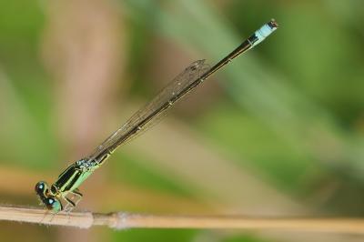 Ischnura pumilio