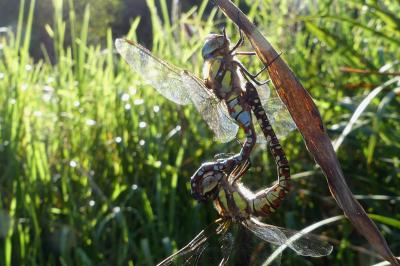 Aeshna mixta