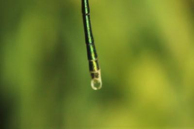 Lestes virens