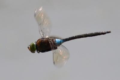 Anax parthenope