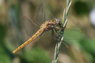 Orthetrum brunneum
