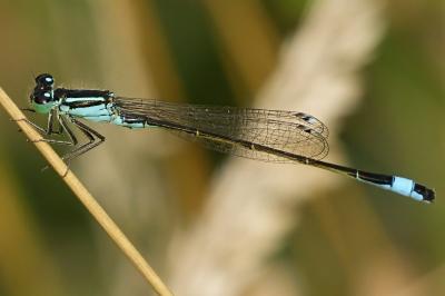 Ischnura elegans