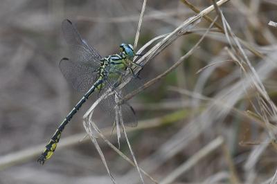 Stylurus flavipes