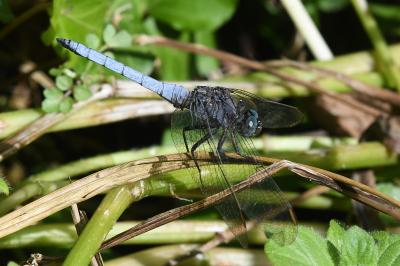 Orthetrum coerulescens