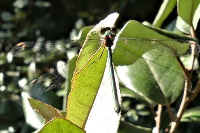 Chalcolestes viridis