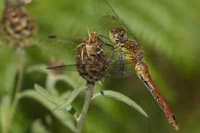 Sympetrum sanguineum