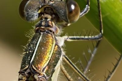 Lestes sponsa