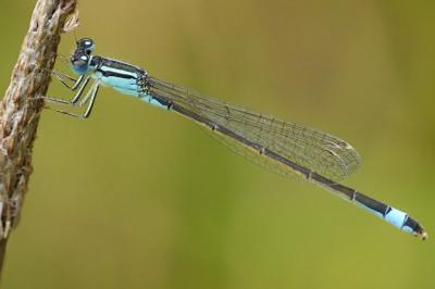 Ischnura elegans