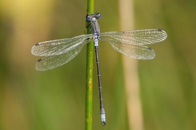 Lestes dryas