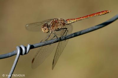 Sympetrum meridionale